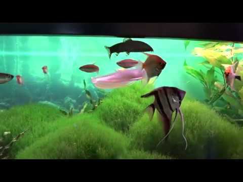 Аквариум с тумбой АДП-470-2А смотреть онлайн