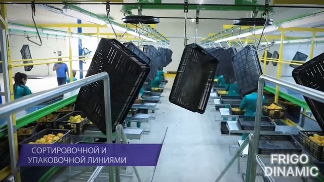 холодильный склад Фергана холодилник куриш мева сабзавотлар саклаш сортировка линия холодилник ясаш смотреть онлайн