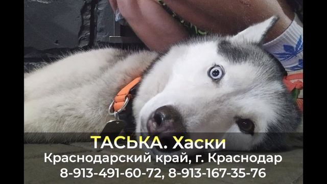 Пропала собака ! ТАСЬКА , Краснодарский край , г. Краснодар смотреть онлайн