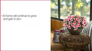 CAPELLA™ Petunia hybrida - New Varieties For 2021