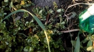 ПРАВИЛЬНО ВНОСИМ СУЛЬФАТ КАЛИЯ /ДЛЯ ЛУЧШЕГО ГОРЕНИЯ ТАБАКА /ВОРУЮТ ТАБАК