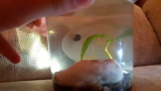 Подводный вечный террариум. 2 месяца спустя. смотреть онлайн