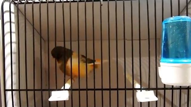 vendredi 7 décembre - les serins des canaries - partie1 смотреть онлайн
