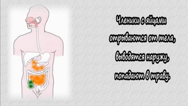 Бычий цепень смотреть онлайн