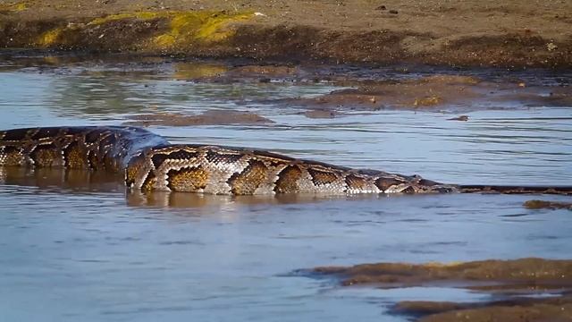 TERRÍVEL !!! Cobra gigante ataca homem e o engole смотреть онлайн