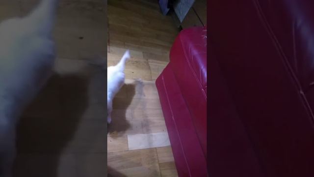 Бантик порода Помчи смотреть онлайн