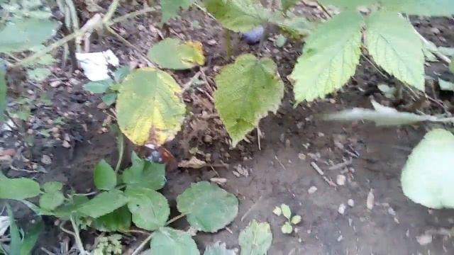 Мороженое из малины смотреть онлайн