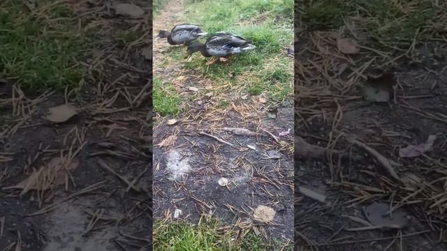 Рыбалка Отдых в Карелии смотреть онлайн