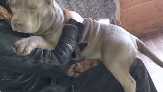 American bully xl .cattery subscribe to my channel смотреть онлайн