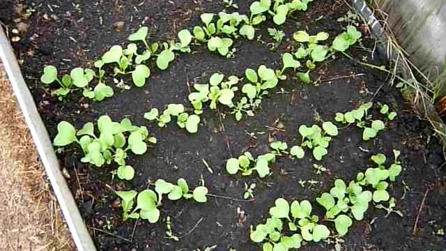 ЧТО МОЖНО ПОСЕЯТЬ В ИЮЛЕ $ Сорта Укропа, редиса, руккола, салата и многое другое. смотреть онлайн