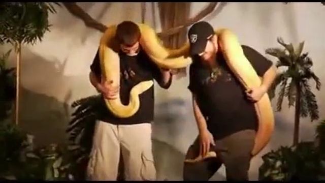 У питона встал ху. смотреть онлайн