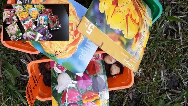 Контейнерная посадка тюльпанов в открытый грунт. Демонстрация сортов с названиями. смотреть онлайн
