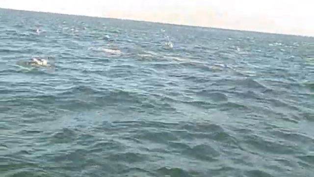 2000 Short-Beaked Common Dolphin 3 31 08 CA смотреть онлайн