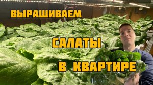 Выращивание салатов дома на гидропонике
