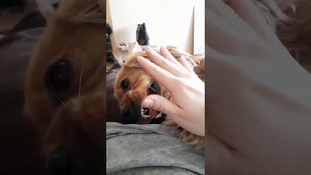 рычание собаки смотреть онлайн