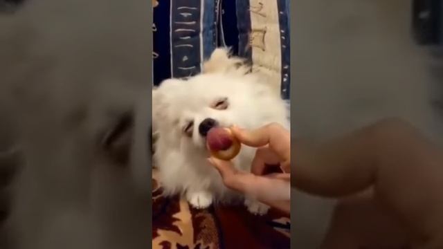 собака облизывает бублик так кусно смотреть онлайн