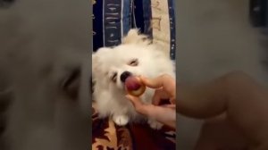 собака облизывает бублик так кусно