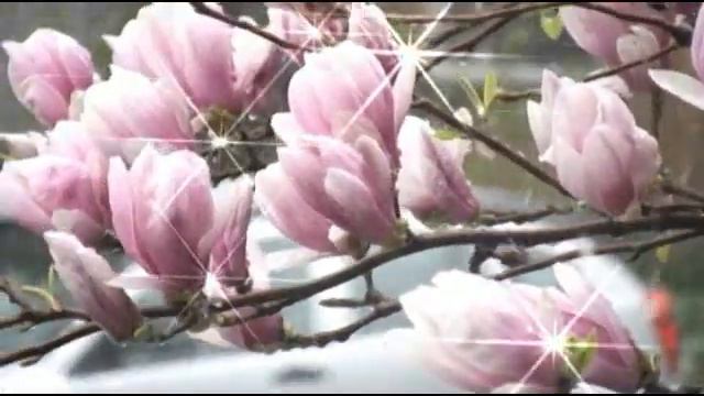 Late April snowing on Magnolias смотреть онлайн