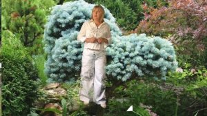 Пихта Корейская. Посадка и уход???