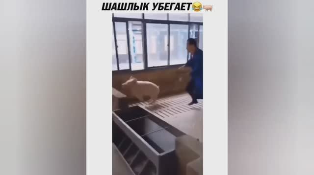 Смешные ролики №38