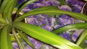 Хлорофитум.  Почему сохнут кончики листьев