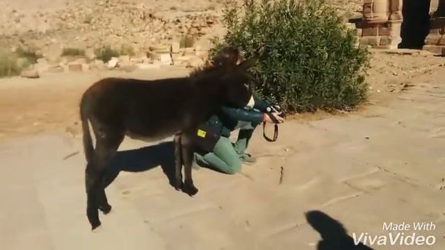 Ослик и фотограф смотреть онлайн