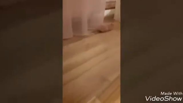 Первое видео!!! Мой хомяк 🐹🐹🐹 смотреть онлайн