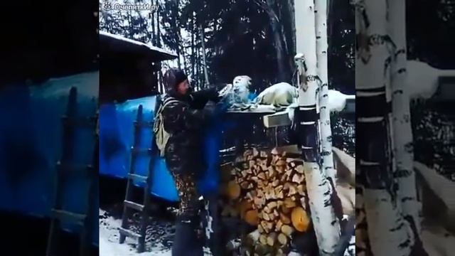 Полярная сова в гостях у охотников 1 смотреть онлайн