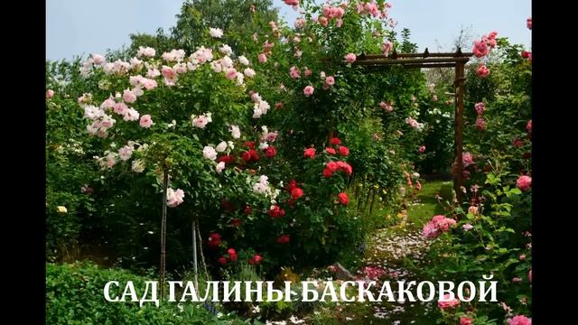 В память о Галине Баскаковой