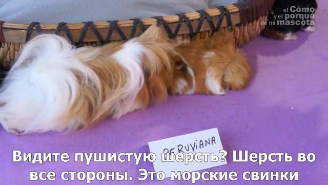 Морские свинки-длинношерстные морские свинки. Sheltie, Peruviana, Tisilar смотреть онлайн