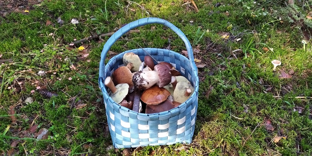 Боровики белые и не только. Грибы 2021 смотреть онлайн