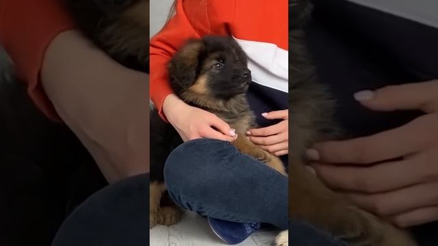 Топ Самых Умных Пород Собак смотреть онлайн