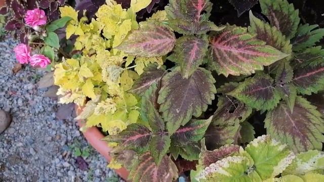 Вот и сезон 2023 подошел к концу) Пора подводить итоги) Радости и разочарования в уходящем сезоне смотреть онлайн