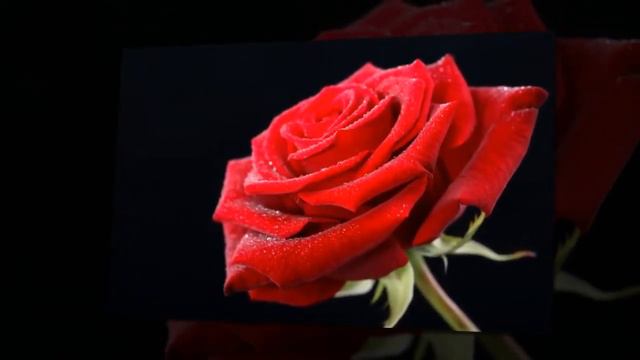 Красота спасет мир смотреть онлайн