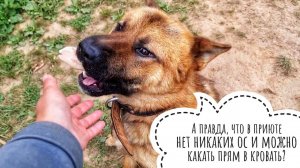 Докладываю Команданте Ёль о текущей погоде. Пса Кубика надкусили осы