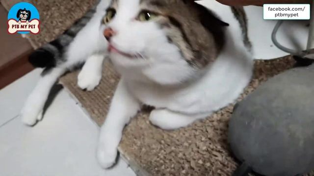 How does the cat react to a fake mouse? смотреть онлайн