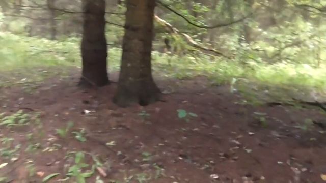 После дождя, собираем грибы в лесу смотреть онлайн