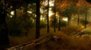 Осенний лес - Футаж.