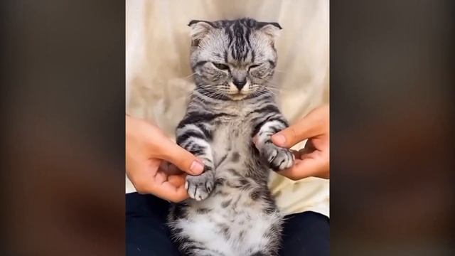 Кот танцует брейк-данс. смотреть онлайн