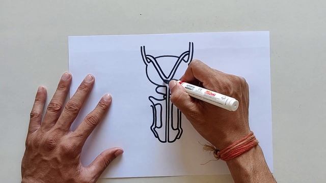 Male Reproductive System Easy | YoKidzDrawing | YoKidz Channel смотреть онлайн