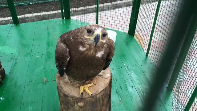 Горный орёл, только в Кафе "Рица" смотреть онлайн