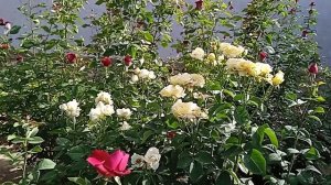 ГУЛЧИЛИК БИЗНЕСИ.АТИРГУЛ ЙЕТИШТИРИШ.КАСБИ Тумани.КАМАШИ КИШЛОГИ