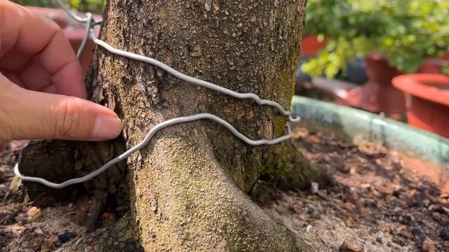 Cách tưới nước đúng trước và sau khi lặt lá mai // 11-12 âm lịch смотреть онлайн