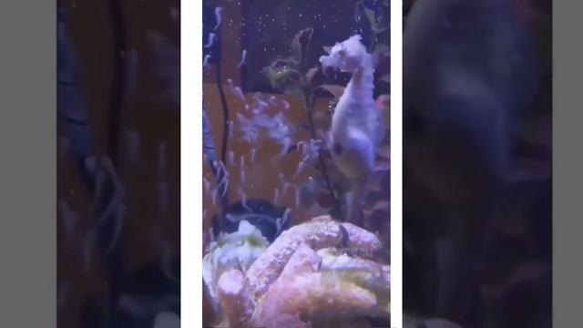 Самец морского конька рожает смотреть онлайн