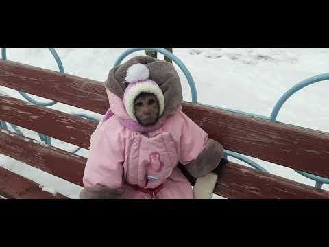 Прогулка с маленькими человечками #monkey #обезьяна #macaque #capuchinmonkey #прогулка
