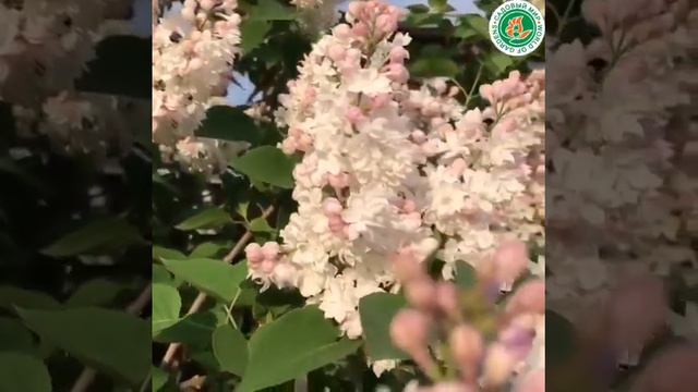 Сирень Красавица Москвы смотреть онлайн