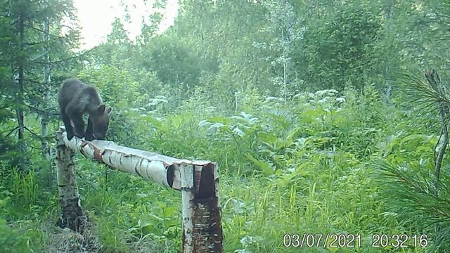 Жизнь в сибирском лесу_ медвежонок. смотреть онлайн