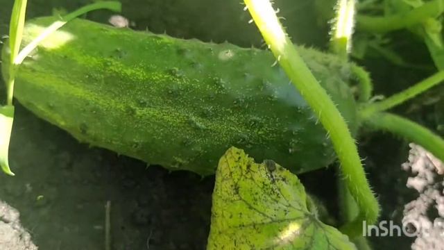 Что делать если огурцы начали горчить / причины горьких огурцов/почему горчат огурцы/как исправить смотреть онлайн