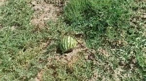 Как влияет схема посадки бахчи на размер арбуза?| Арбуз АУ Продюсер