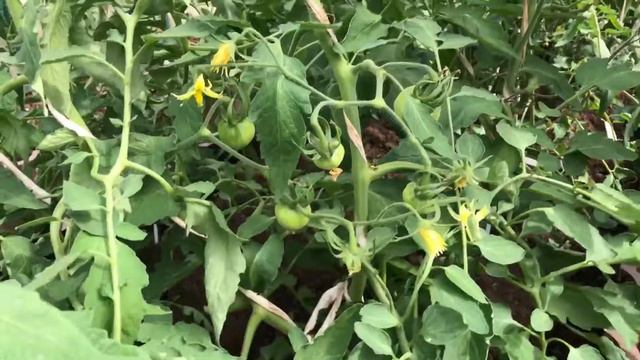 Томаты в аномальную жару смотреть онлайн